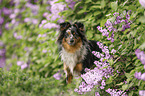 Miniature Australian Shepherd