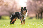 Miniature Australian Shepherd