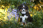 Miniature Australian Shepherd Puppy