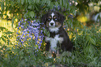 Miniature Australian Shepherd Puppy