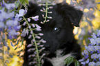 Miniature Australian Shepherd Puppy