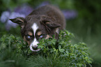 Miniature Australian Shepherd Puppy