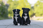 Miniature Australian Shepherd Puppies