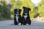 Miniature Australian Shepherd Puppies
