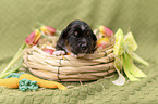 Miniature Australian Shepherd Baby