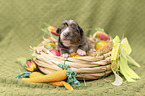 Miniature Australian Shepherd Baby