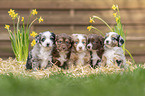 Miniature Australian Shepherd Puppy