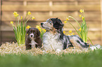 Miniature Australian Shepherd Puppy