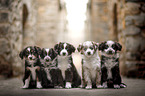 Miniature Australian Shepherd Puppies