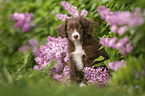 Miniature Australian Shepherd Puppy