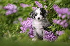 Miniature Australian Shepherd Puppy