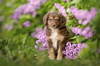 Miniature Australian Shepherd Puppy