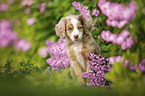 Miniature Australian Shepherd Puppy