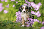 Miniature Australian Shepherd Puppy