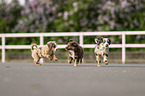 Miniature Australian Shepherd Puppies
