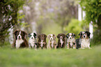 Miniature Australian Shepherd Puppies