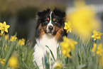 Miniature Australian Shepherd
