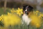 Miniature Australian Shepherd