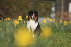 Miniature Australian Shepherd