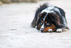 Miniature Australian Shepherd