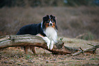 Miniature Australian Shepherd