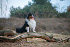Miniature Australian Shepherd
