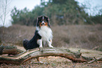Miniature Australian Shepherd