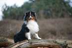Miniature Australian Shepherd