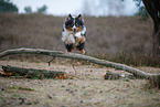 Miniature Australian Shepherd