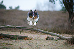 Miniature Australian Shepherd