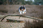 Miniature Australian Shepherd