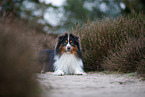 Miniature Australian Shepherd