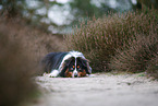Miniature Australian Shepherd