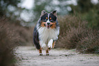 Miniature Australian Shepherd