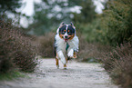 Miniature Australian Shepherd