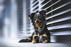 Miniature Australian Shepherd