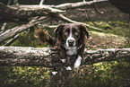 Miniature Australian Shepherd