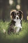 Miniature Australian Shepherd