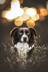 Miniature Australian Shepherd