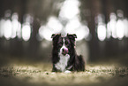 Miniature Australian Shepherd