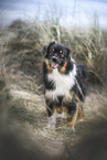 Miniature Australian Shepherd