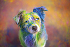 Miniature Australian Shepherd