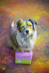 Miniature Australian Shepherd