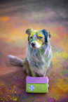 Miniature Australian Shepherd