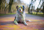 Miniature Australian Shepherd