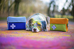 Miniature Australian Shepherd