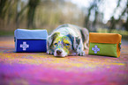Miniature Australian Shepherd