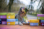 Miniature Australian Shepherd
