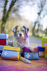 Miniature Australian Shepherd