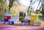 Miniature Australian Shepherd
